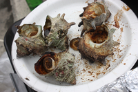 ファイル 30-4.jpg