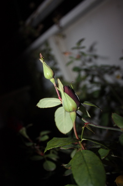 ファイル 55-1.jpg