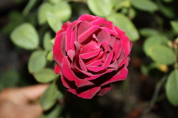 ファイル 55-3.jpg